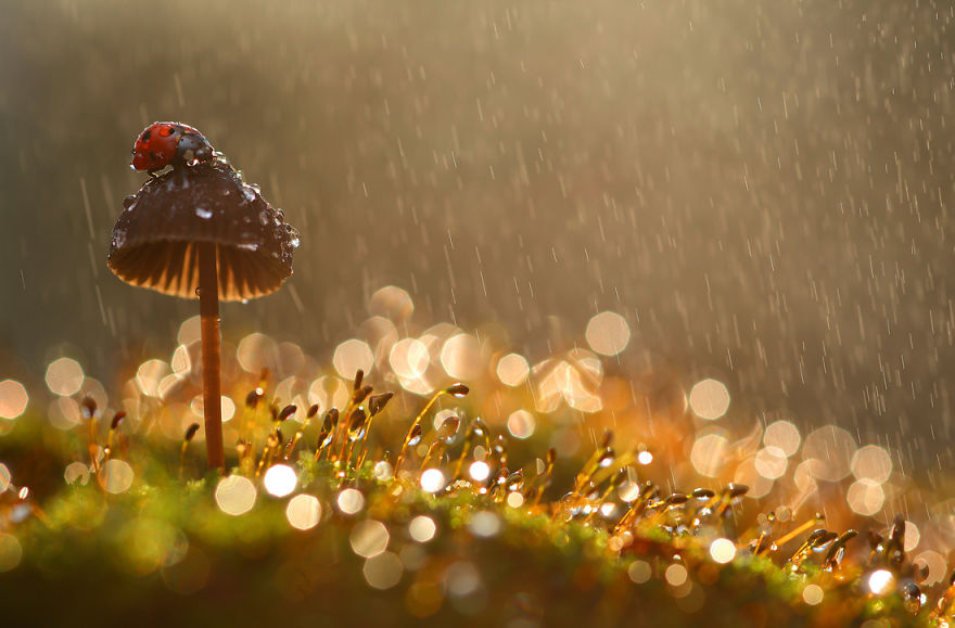 Magical Macro World Of Snails And Bugs By Vadim Trunov Magical Macro World Of Snails And Bugs By Vadim Trunov