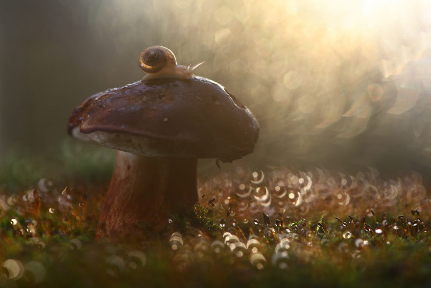 Magical Macro World Of Snails And Bugs By Vadim Trunov Magical Macro World Of Snails And Bugs By Vadim Trunov