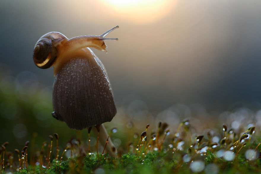 Magical Macro World Of Snails And Bugs By Vadim Trunov Magical Macro World Of Snails And Bugs By Vadim Trunov