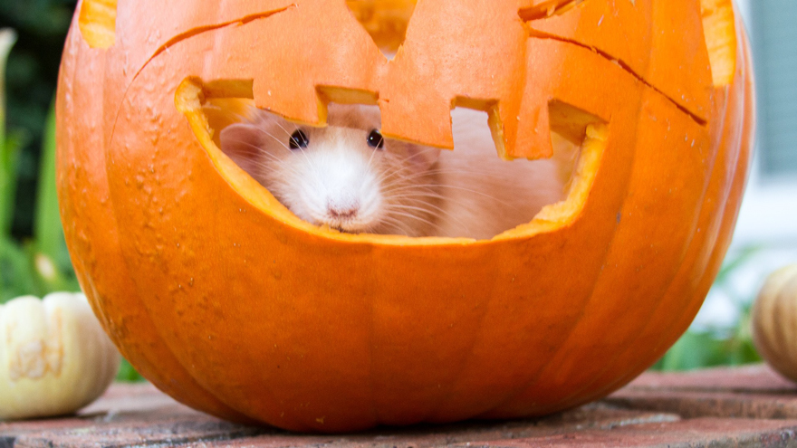 The Adorable Adventures Of Marty Mouse