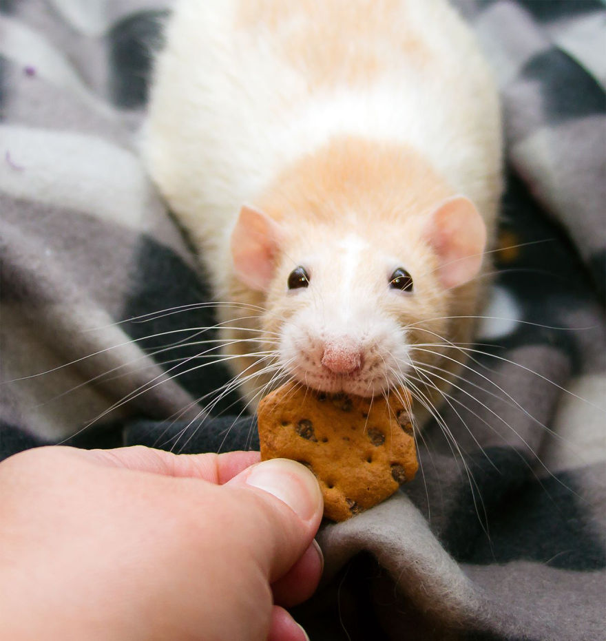 The Adorable Adventures Of Marty Mouse