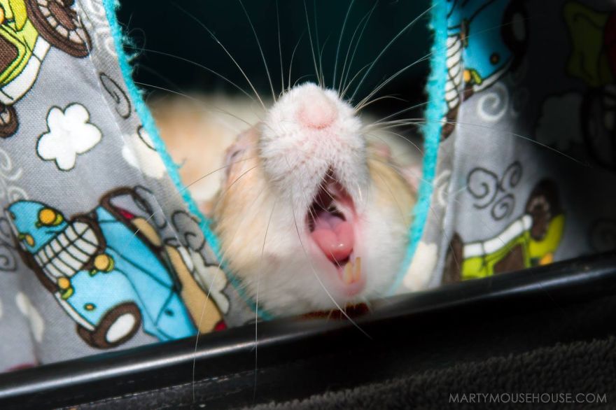 The Adorable Adventures Of Marty Mouse