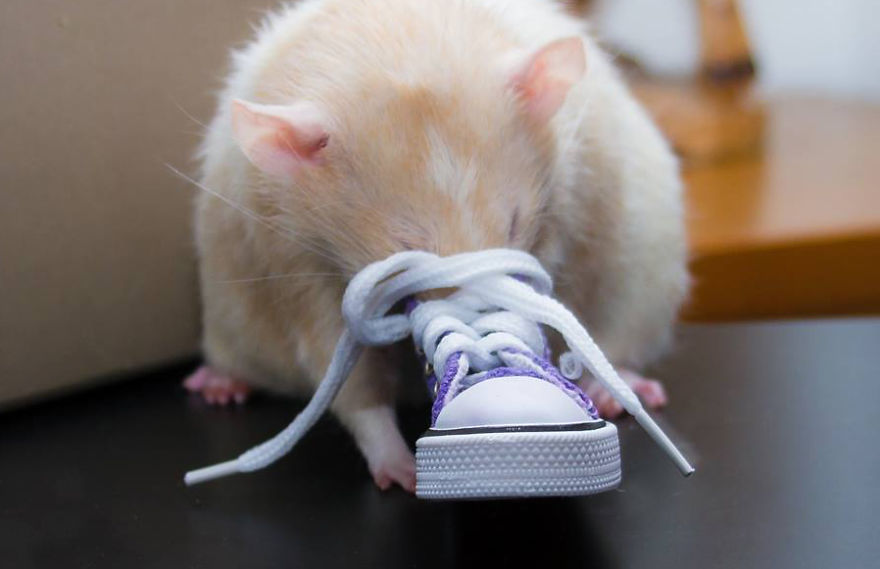 The Adorable Adventures Of Marty Mouse