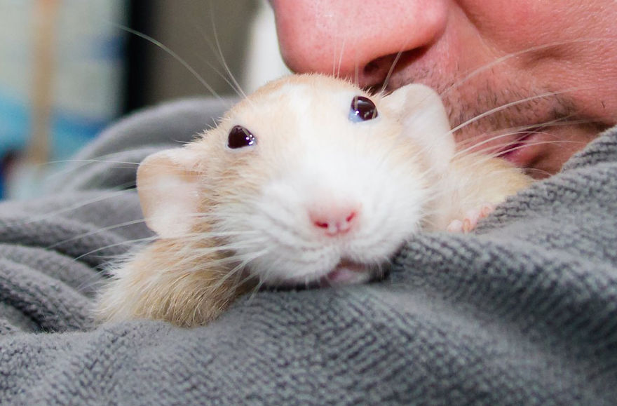 The Adorable Adventures Of Marty Mouse