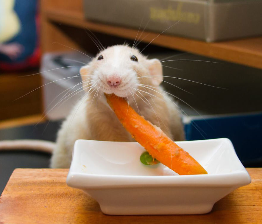 The Adorable Adventures Of Marty Mouse