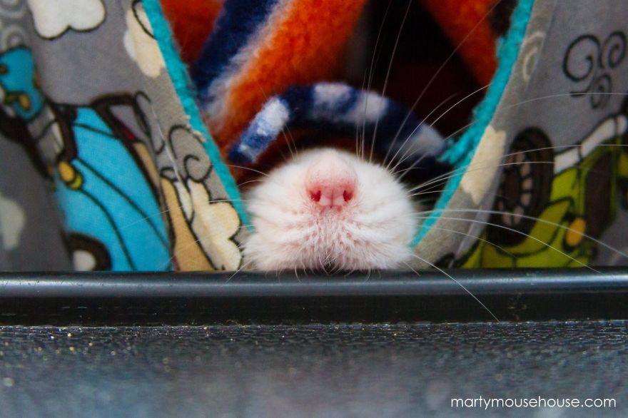 The Adorable Adventures Of Marty Mouse