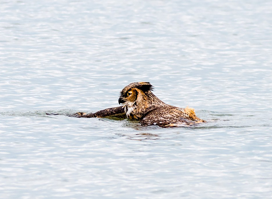 owl-can-swim-lake-michigan-2