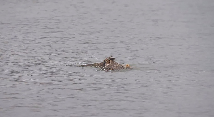 owl-can-swim-lake-michigan-3 owl-can-swim-lake-michigan-3