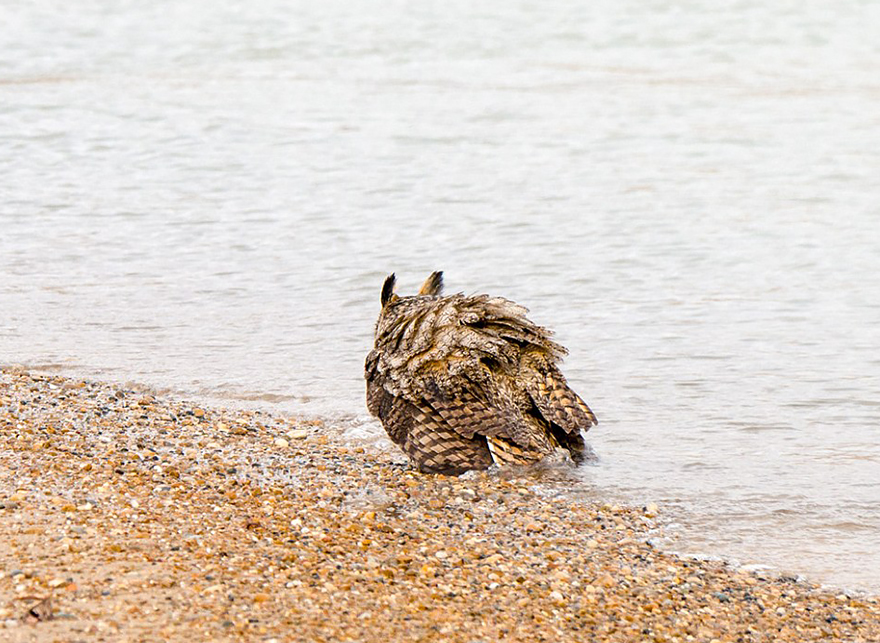 owl-can-swim-lake-michigan-4