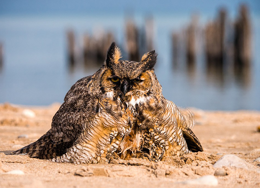 owl-can-swim-lake-michigan-5