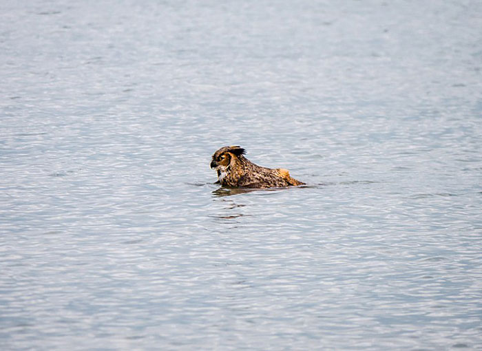 Apparently, Owls Can Swim Now