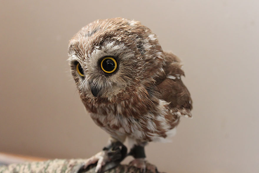 Owl