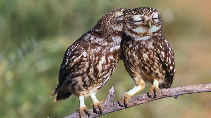 Owls