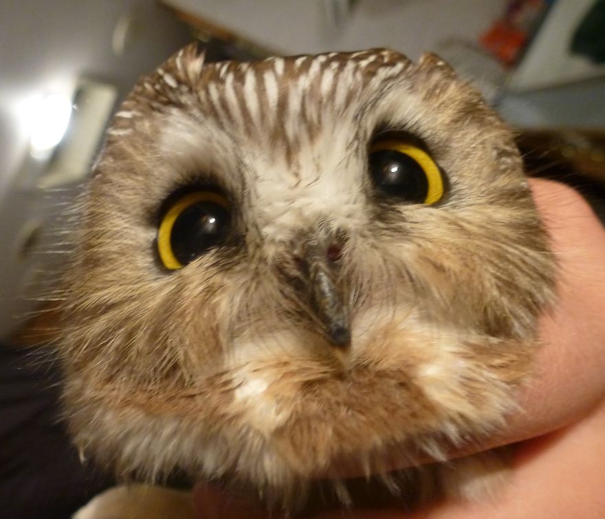 Cute Owl