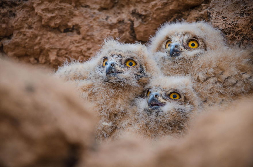 Eagle Owl Nestlings