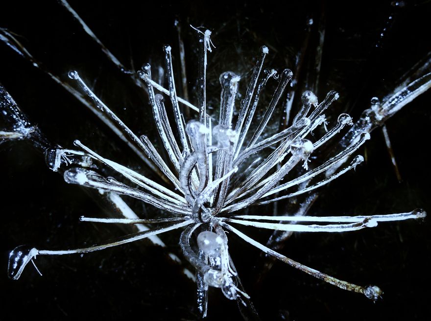 Frozen Flower Near Waterfall (iceland)