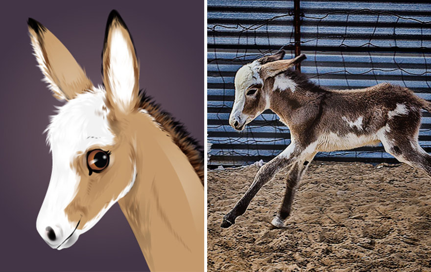 pet-portraits-drawings-chriss-beetow-15 pet-portraits-drawings-chriss-beetow-15