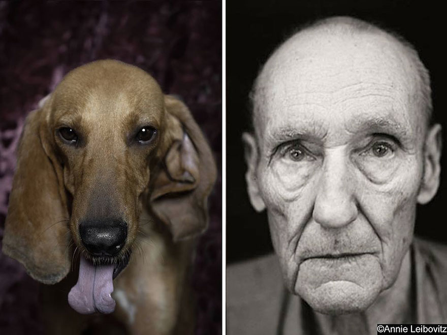 poetic-dogs-dan-bannino-2 poetic-dogs-dan-bannino-2