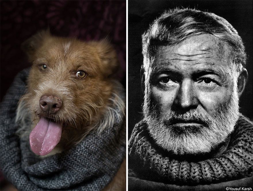 poetic-dogs-dan-bannino-8 poetic-dogs-dan-bannino-8