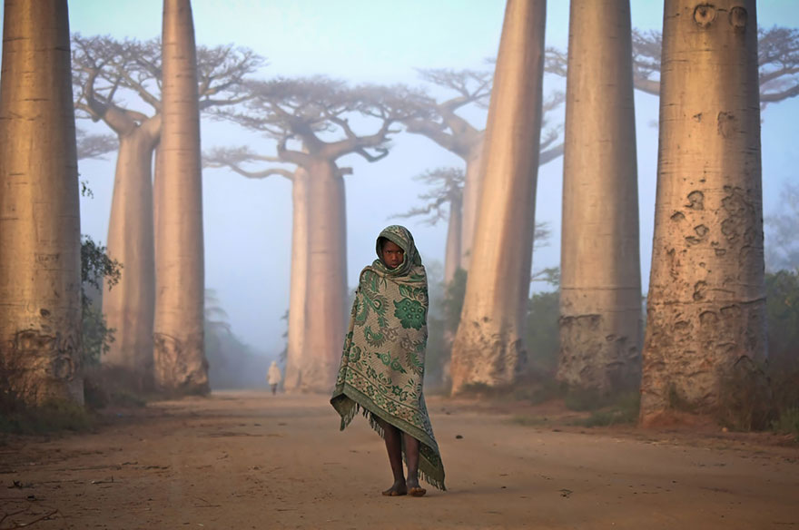 Girl And Baobabs In Madagascar
