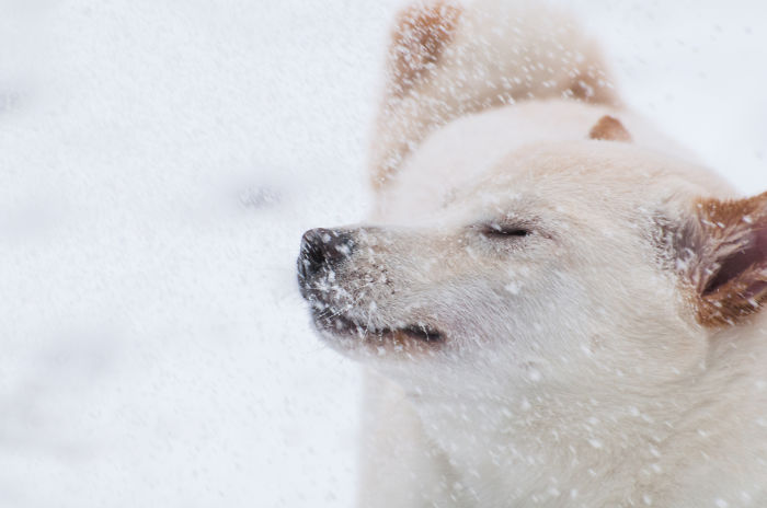 Butters (Shiba Inu) First Snow Day