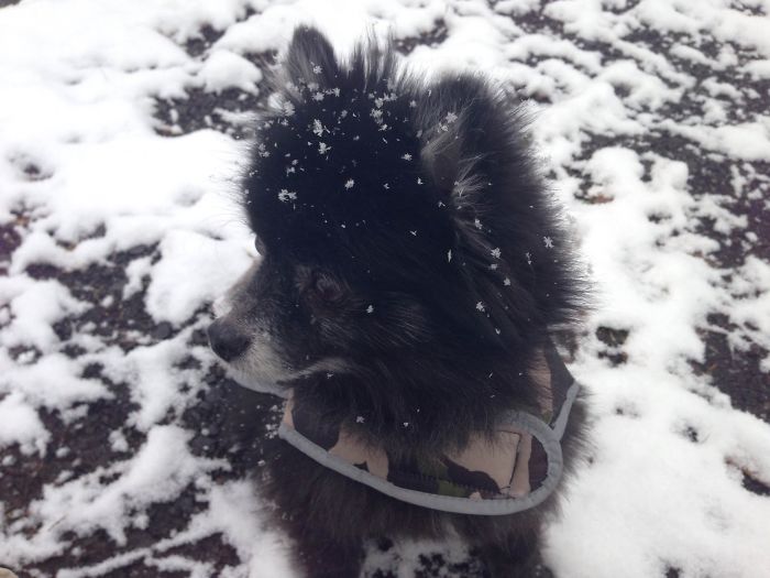 Sonic Sees Snow For The First Time