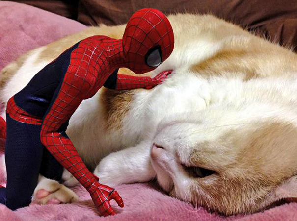 Spider-Man Is Actually A Cat Person