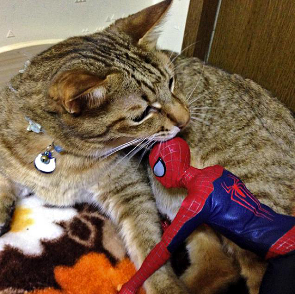 Spider-Man Is Actually A Cat Person