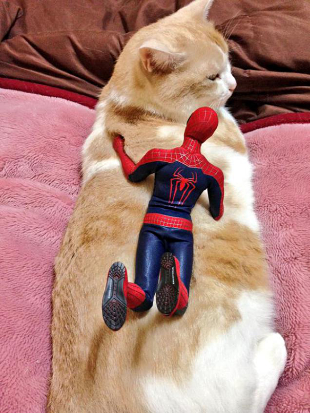 Spider-Man Is Actually A Cat Person