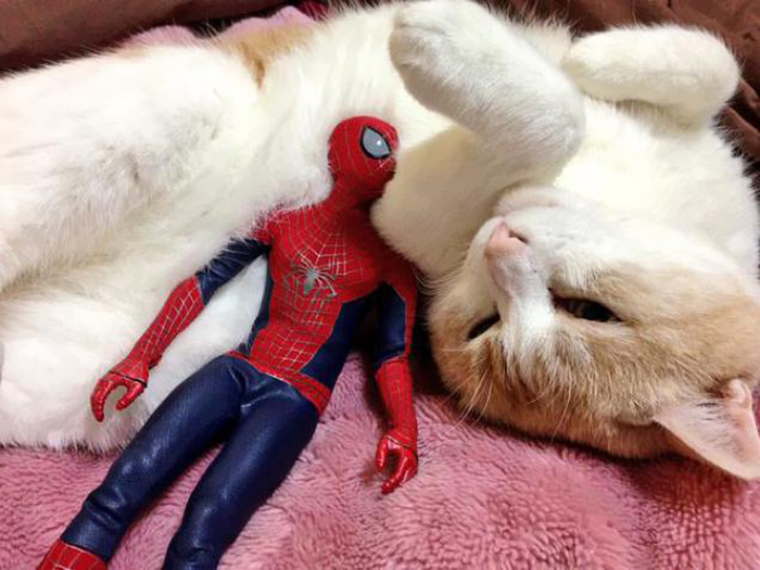 Spider-Man Is Actually A Cat Person