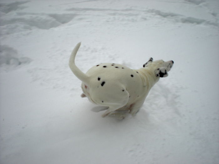 Dalmatian Dilly Running In The Snow