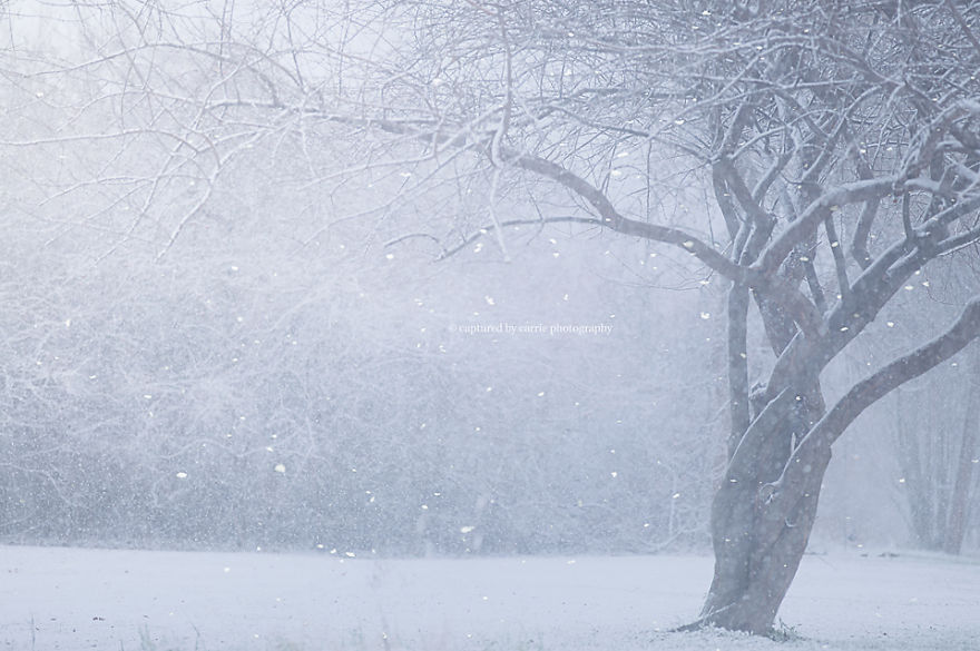 Winter Wonders By Captured By Carrie Photography & Product Shop