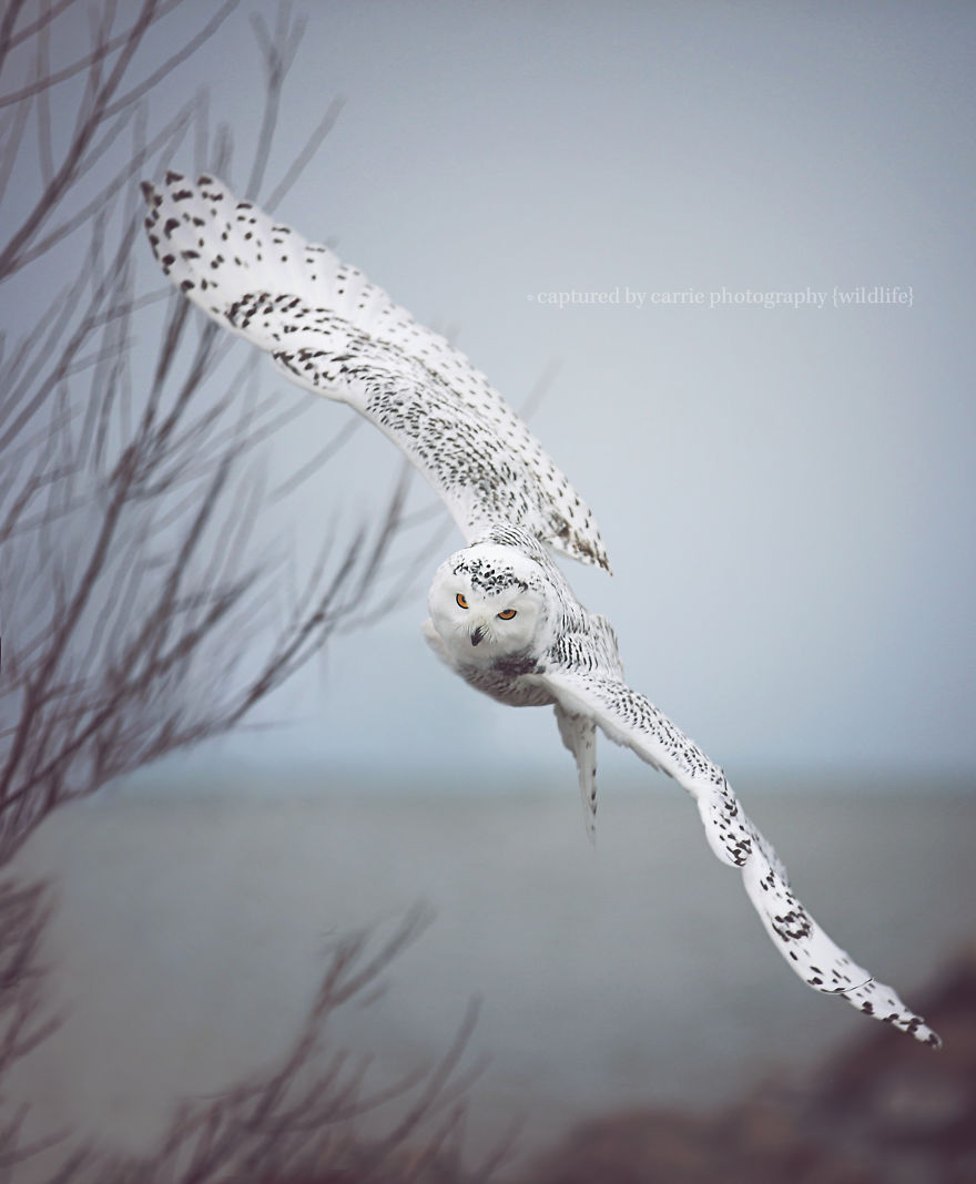Snowy Owl In Flight