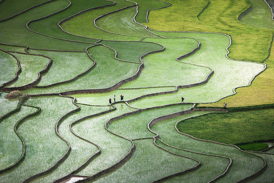 Rice Field