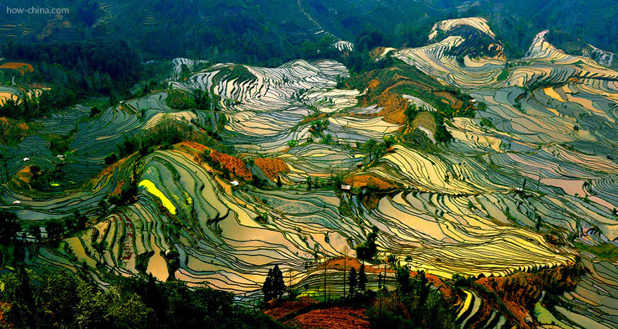 Rice Field