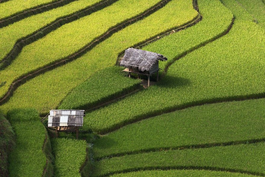 Rice Field