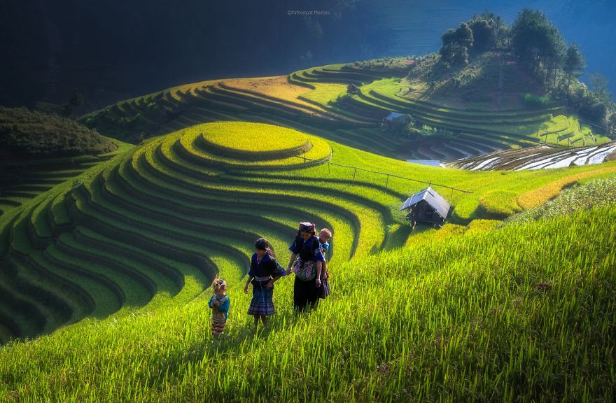 Rice Field