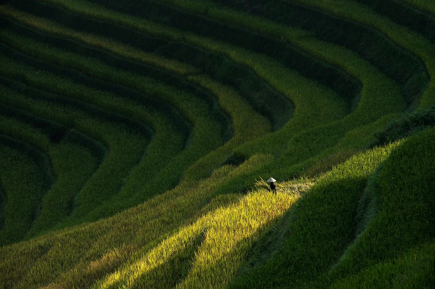 Rice Field