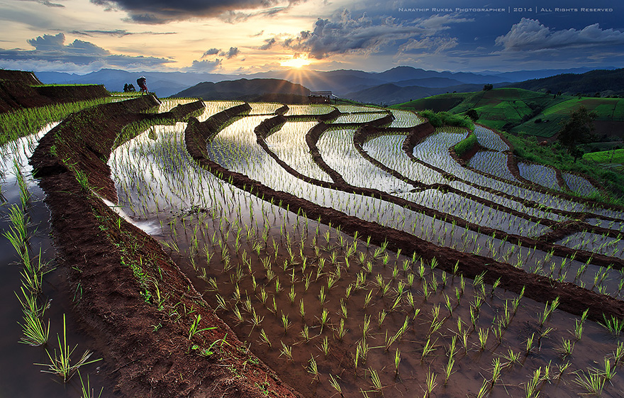 Rice Field