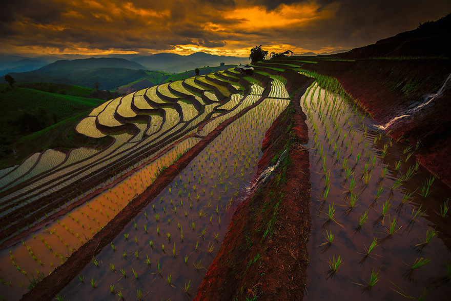 Rice Field