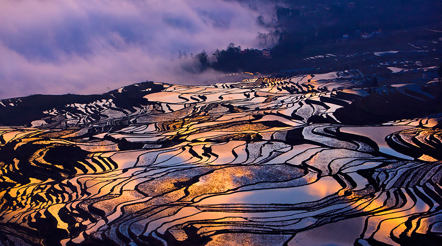 Rice Field