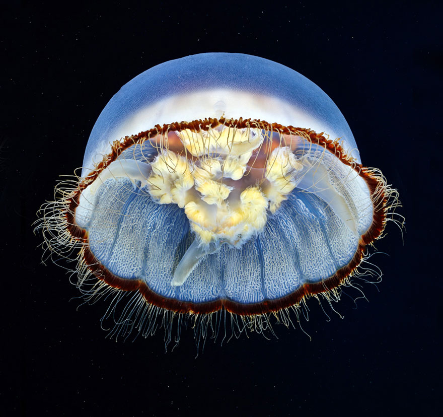 underwater-jellyfish-alexander-semenov-aquatis-30