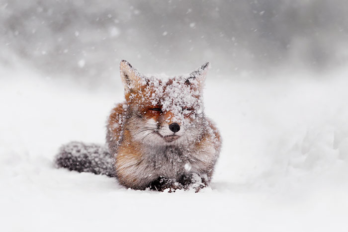 50 Shades Of White With A Touch Of Red: New Winter Foxes By Roeselien Raimond