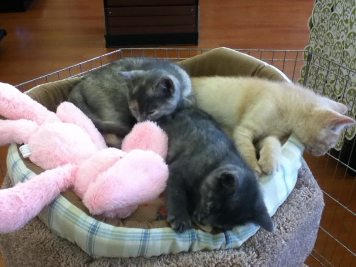 The Story Of My Cat Alice - A Two-Faced Kitten