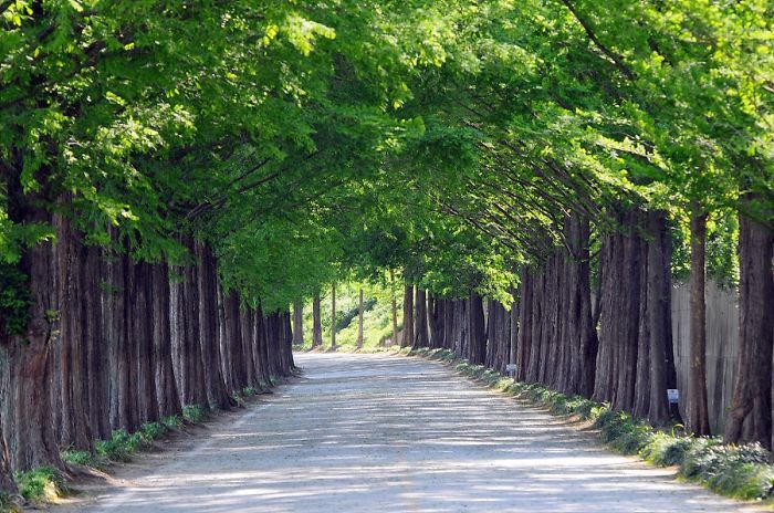 Metasequoia-lined Road, Damyang, South Korea