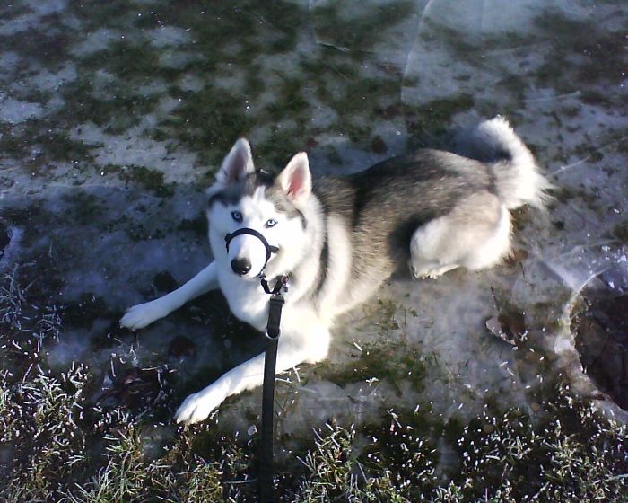 Siberian Husky Syrice Lovin' The Ice, Ice, Baby!