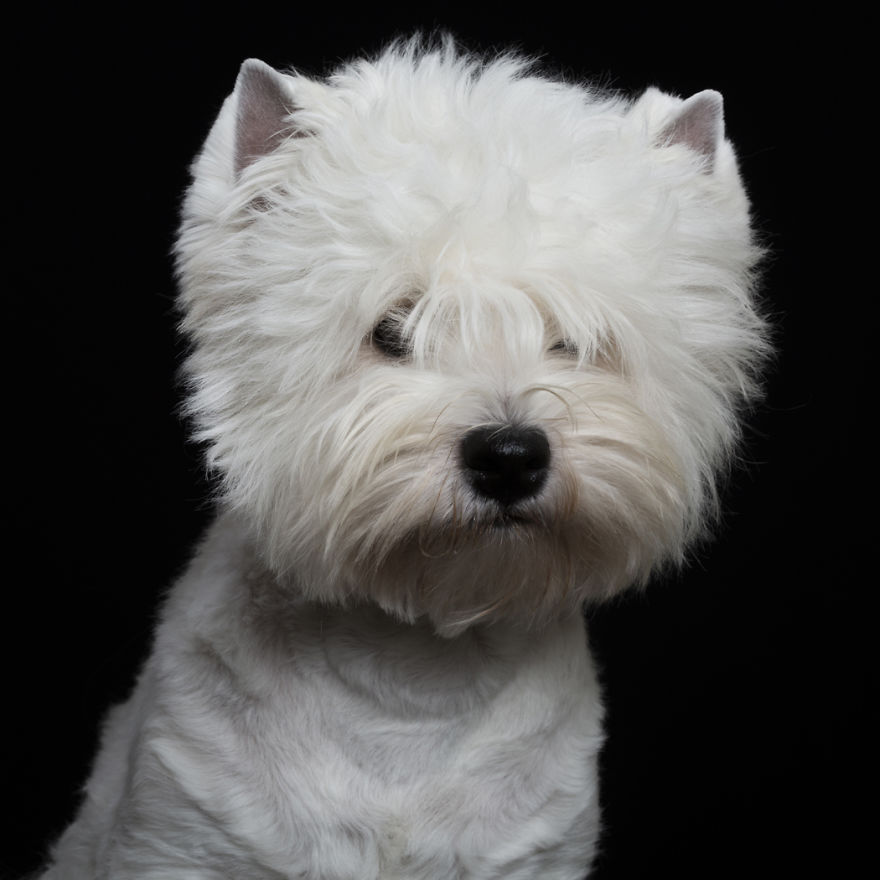 I Take Personal Portraits Of Dogs, Cats And Horses