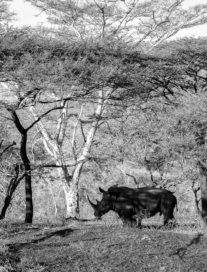 African Wildlife In Black And White