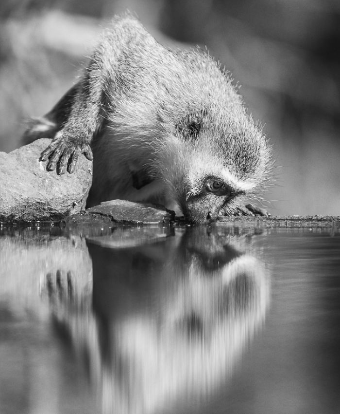 African Wildlife In Black And White African Wildlife In Black And White