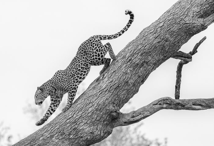 African Wildlife In Black And White African Wildlife In Black And White